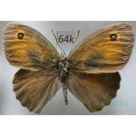 Lasiommata menava (Moore, 1865) male Turkey64k